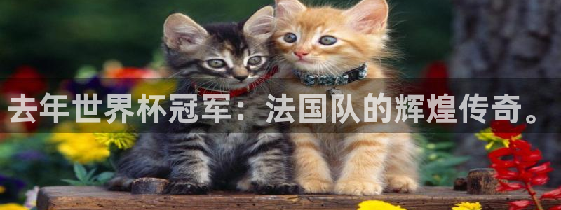 世界杯直播网站：去年世界杯冠军：法国队的辉煌传奇。